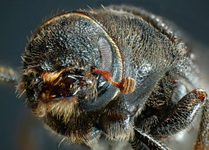 Mountain Pine Beetle. Photo by: Ward Strong, B.C. Ministry of Forests, Lands, and Natural Resource Operations