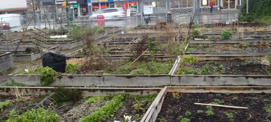 UBC researchers found high levels of toxic metals at a Vancouver community garden at 16th and Oak.