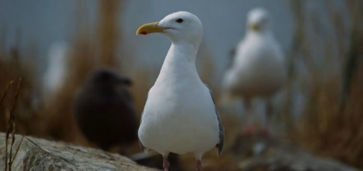 Salish Sea seagull populations halved since 1980s