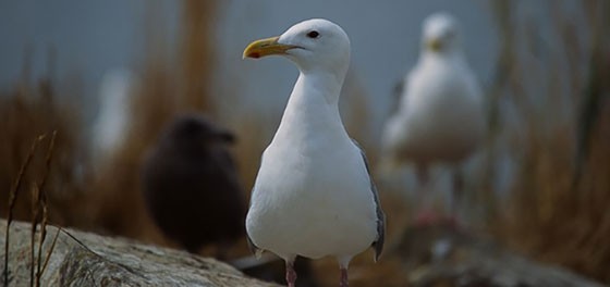 560gull
