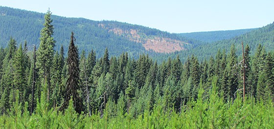 A lodgepole pine in the foreground with spruce forest in the background.