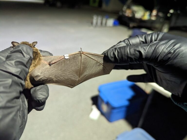 An adult female Yuma myotis bat's wing stretched out with a tag.
