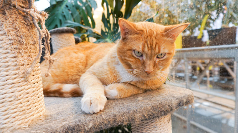 Charlie, a male ginger tabby, glaring intensely at the camera while lying on a cat tower.