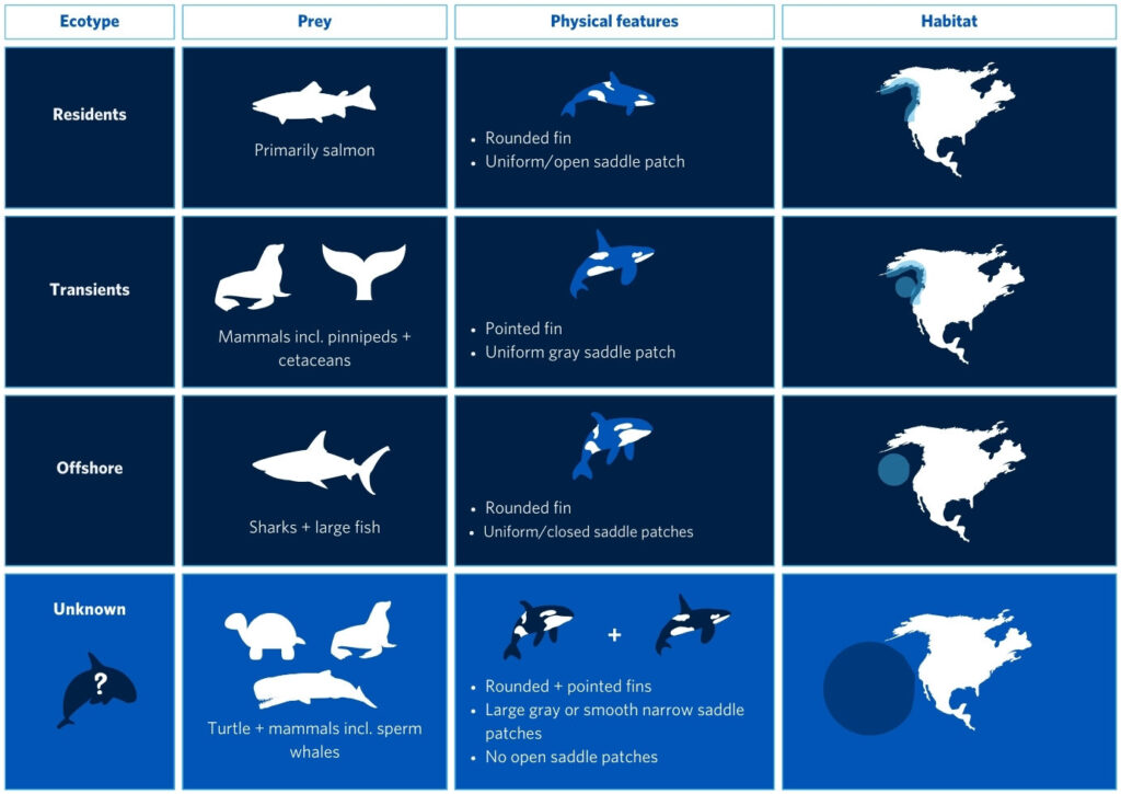 An infographic showing the differences between the three orca ecotypes that live along the coasts of California and Oregon and the potential unique population. Residents population of orcas' preys are primarily salmon. These orcas have round fins and uniform/open saddle patch. Their habitat are mainly around the coast of the Gulf of Alaska. Transients primarily consume mammals including pinnipeds and cetaceans. They have a pointed fin with uniform gray saddle patch and reside on the coast of and in the Gulf of Alaska. Offshore eats sharks and large fish. They have a rounded fin and have uniform/closed saddle patch. Their habitat is mainly in the Gulf of Alaska. The Unknown population is known to eat turtles, mammals including sperm whales. They have rounded and pointed fins, large gray or smooth narrow saddle patches. They don't have open saddle patches. They reside in the Northeast Pacific. 