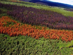 Forest damaged by the mountain pine beetle. Photo by: Dezene Huber, University of Northern British Columbia