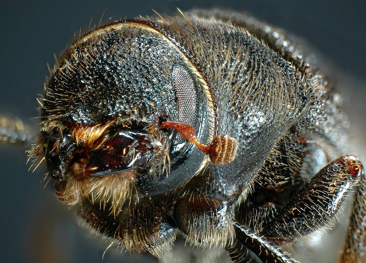 Mountain pine beetle genome decoded