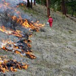 How wildfires can do more good than harm