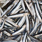 Don’t hold the anchovies: Study shows Peruvian fish worth more as food than as feed