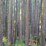 Forests have role to play in resolving the carbon conundrum