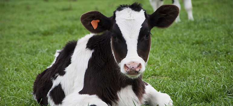cow calf 770
