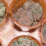 Researchers study end of home-grown medical marijuana