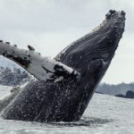 Humpback recovery