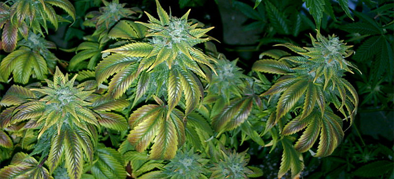 medical marijuana 770