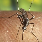 Tiny bugs, big health threat