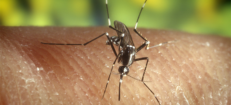 mosquito CDC 770
