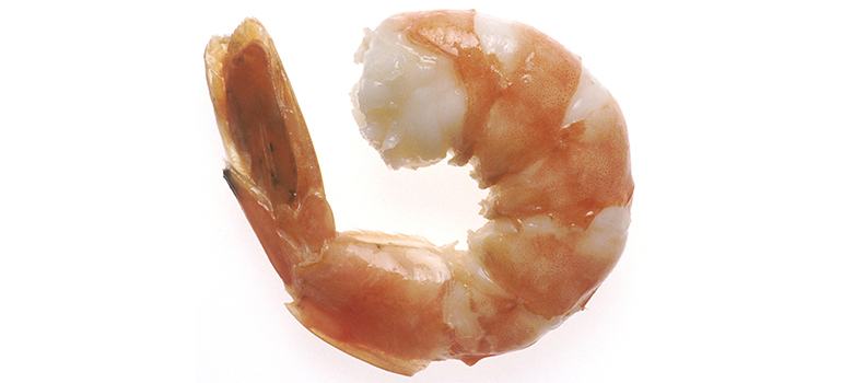 shrimp 770