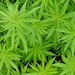 UBC experts on marijuana legalization