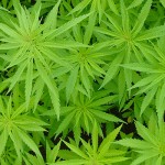 Budding industry: How legal marijuana trade affects Canada