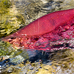 Salmon forced to ‘sprint’ less likely to survive migration