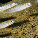 Heart problems triggered by climate change could devastate Chinook salmon stocks