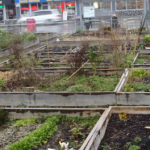 Elevated toxic metals at community garden site raise concerns: UBC research