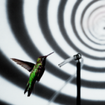 UBC team finds a glitch in hummingbird hovering