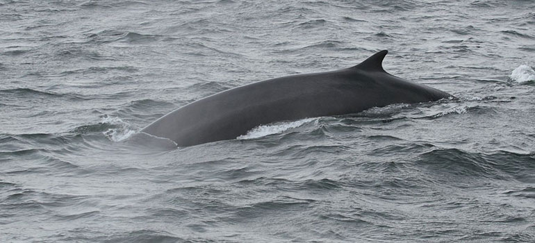 Rorquals are the largest group of baleen whales. They include the largest animal that has ever lived, the blue whale, and fin whales (pictured). Credit: A fin whale in the Gulf of St. Lawrence. Wikimedia Commons.