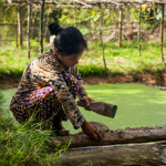 Fish farm project helps Cambodian women care for families, learn business skills