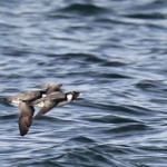 Global trends show seabird populations dropped 70 per cent since 1950s
