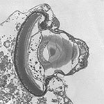 Transmission electron micrograph showing the eye-like structure in warnowiid dinoflagellates.