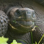 New giant tortoise species found in Galápagos Islands