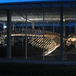 MEDIA ADVISORY: Cleaning the largest suspended whale skeleton in the world