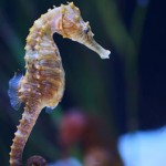 UBC researchers catch rare video of wild seahorse birth