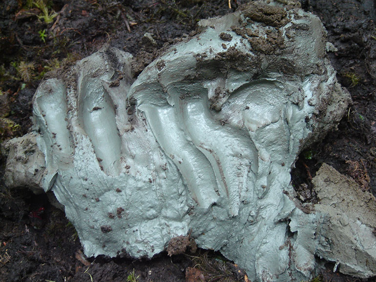 Shovel of clay from Kisameet Bay, British Columbia.