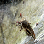 Spider sharing isn’t always caring: Colonies die when arachnids overshare food