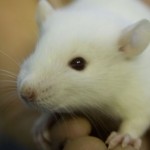 THC makes rats lazy, less willing to try cognitively demanding tasks: UBC study