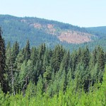 A lodgepole pine in the foreground with spruce forest in the background.