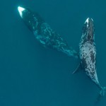 Aerial drone offers insights into bowhead whale behaviour