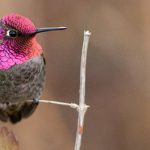 High altitudes hamper hummingbirds’ ability to manoeuvre: UBC research