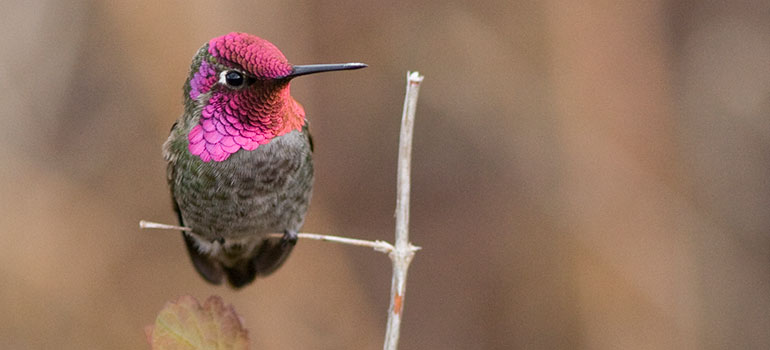 hummingbird-770