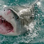 Climate change jaw dropper: Great white shark could one day prowl B.C. waters