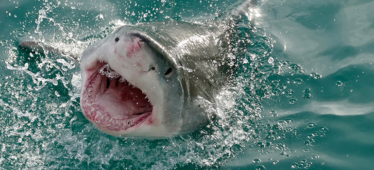 Climate change jaw dropper: Great white shark could one day prowl B.C.  waters