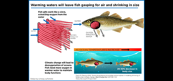 Warmer waters from climate change will leave fish shrinking