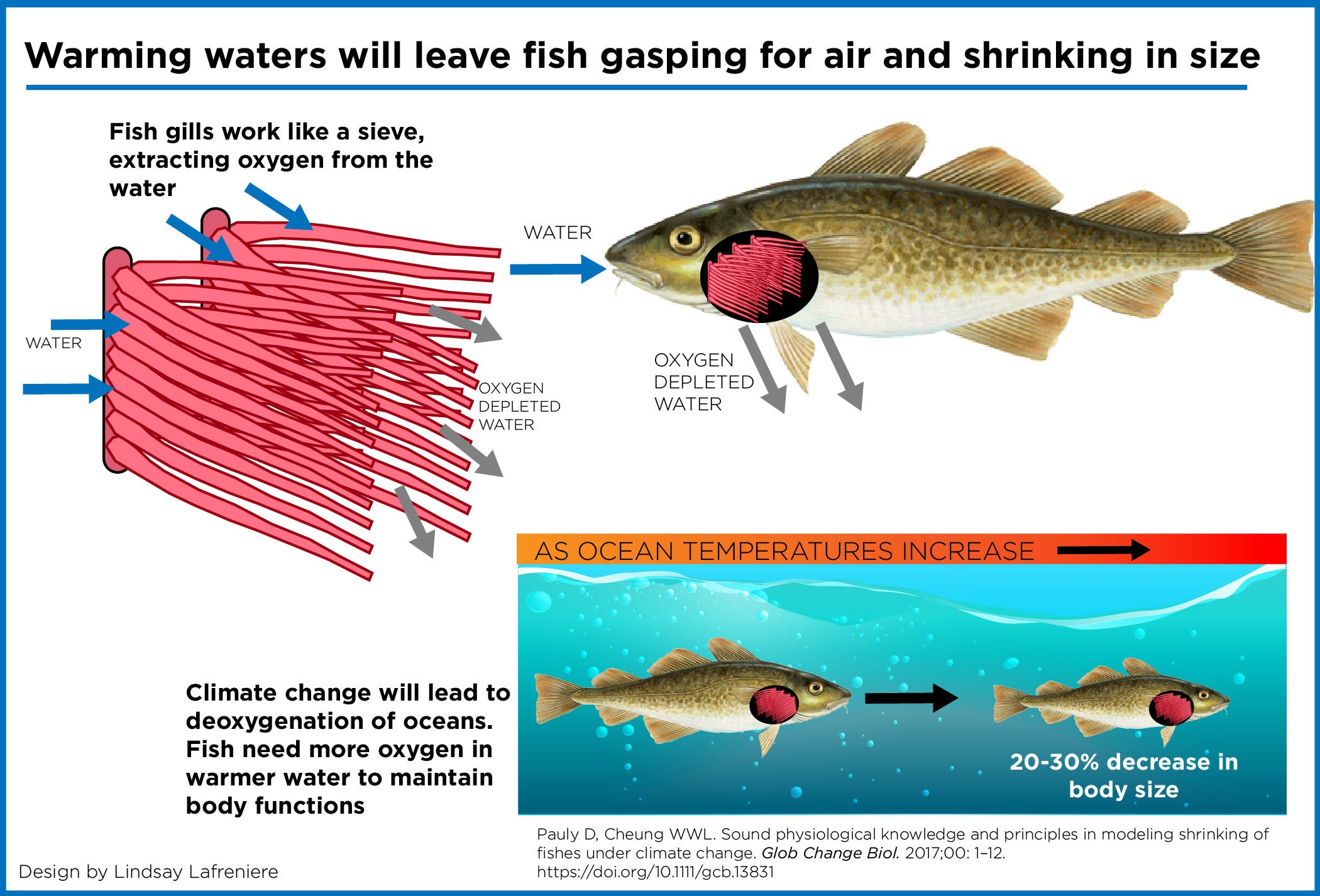 Estudo indica que o aquecimento das águas, pelas mudanças climáticas, deve reduzir o tamanho dos peixes