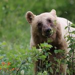 B.C. government ends grizzly bear hunt
