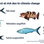 Some marine species more vulnerable to climate change than others