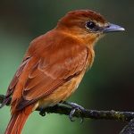 New UBC research suggests bird songs isolate species