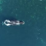 Bowhead whales come to Cumberland Sound in Nunavut to exfoliate