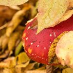 UBC researcher develops app to identify poisonous mushrooms