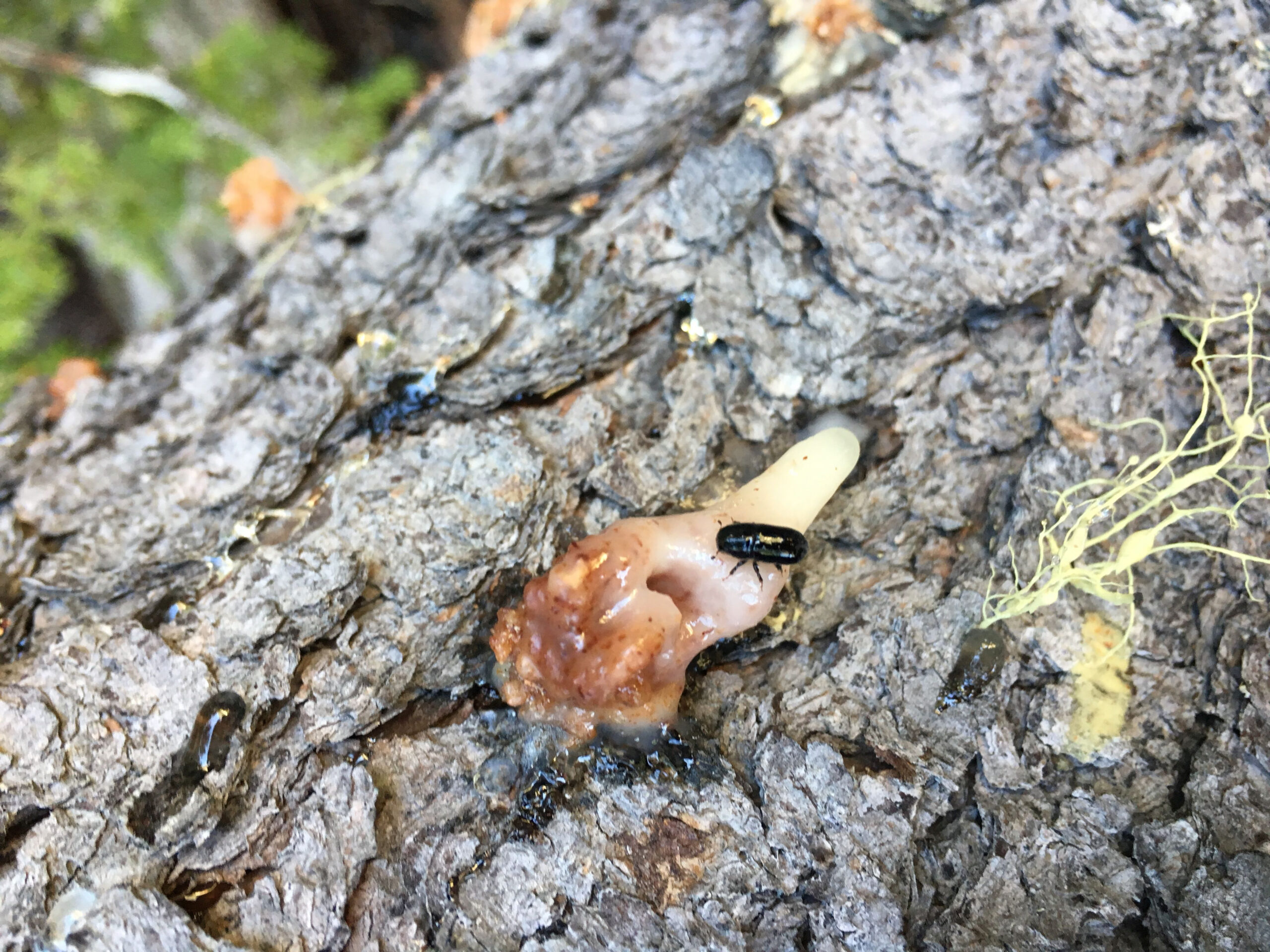 Mountain Pine Beetle Attack